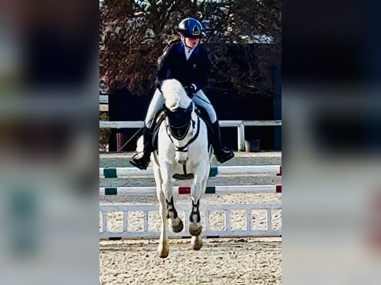Connemara Mare 15 years 14,2 hh Grey in Roma