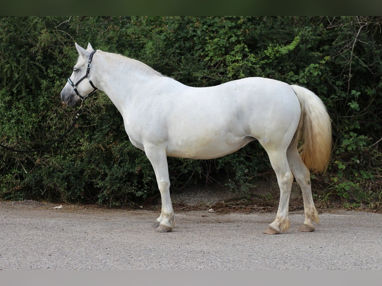 Connemara Mare 15 years 14,3 hh Grey in Waldshut-Tiengen