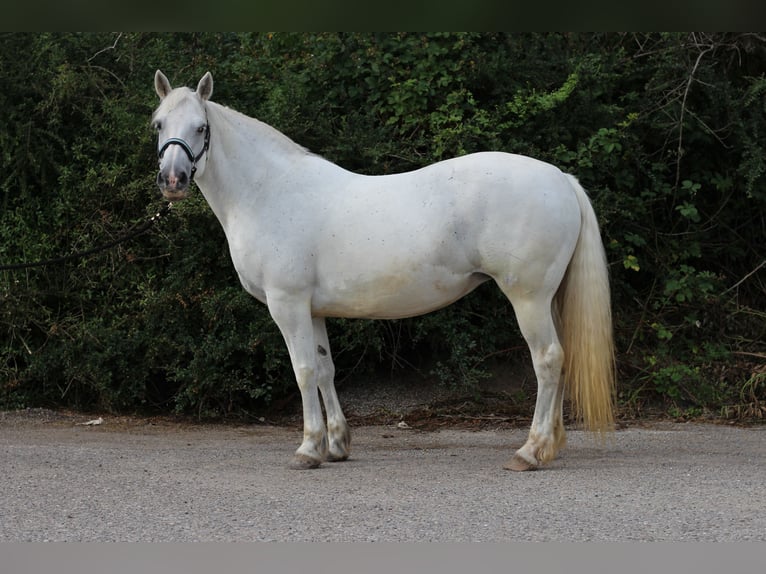 Connemara Mare 15 years 14,3 hh Grey in Waldshut-Tiengen