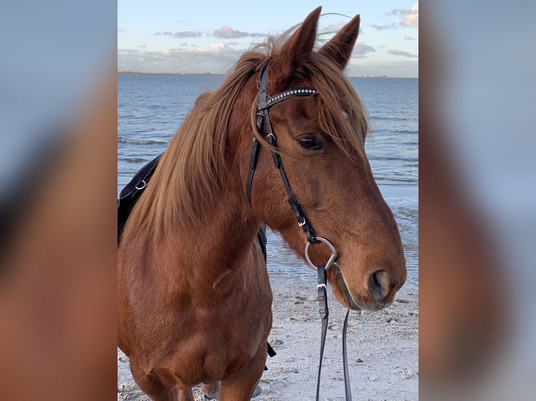 Connemara Mix Mare 15 years 15 hh Chestnut-Red in Varel DangastermoorVarel