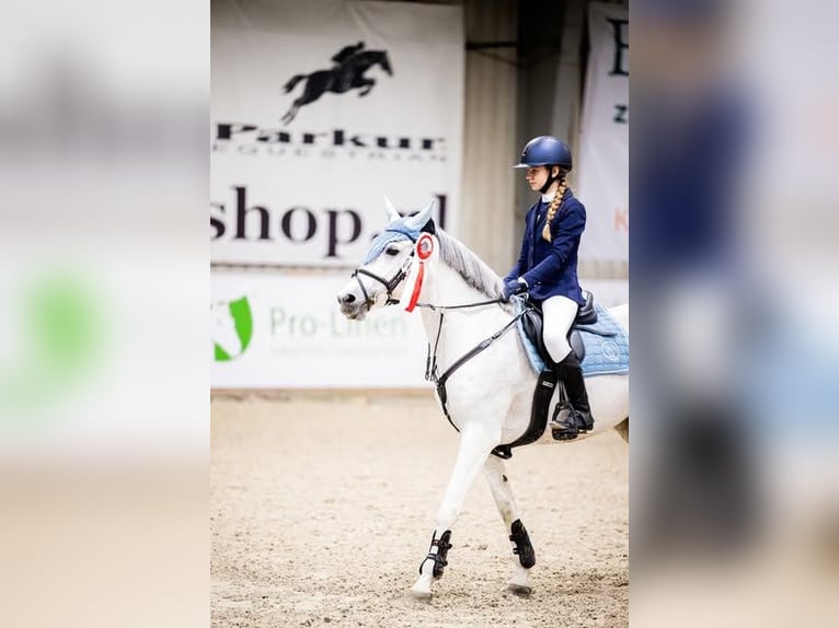 Connemara Mix Mare 15 years Grey in Warszaw