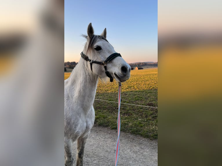 Connemara Mare 16 years 14.1 hh Grey in Ohlstadt