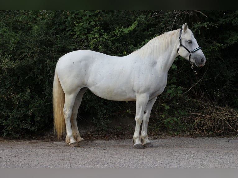 Connemara Mare 16 years 14.3 hh Grey in Waldshut-Tiengen