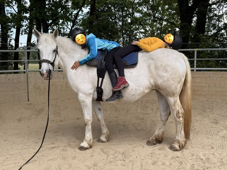 Connemara Mare 16 years 14.3 hh Grey in Waldshut-Tiengen