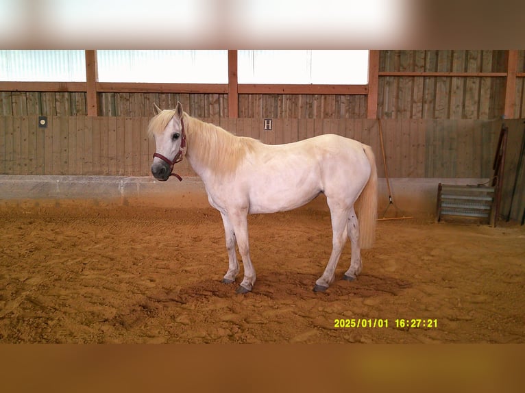 Connemara Mare 16 years 14 hh Grey in Pegnitz