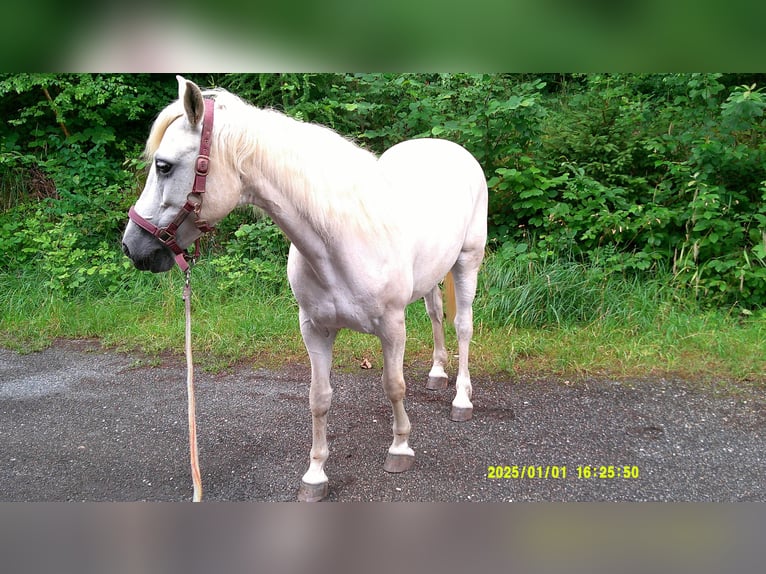 Connemara Mare 16 years 14 hh Grey in Pegnitz