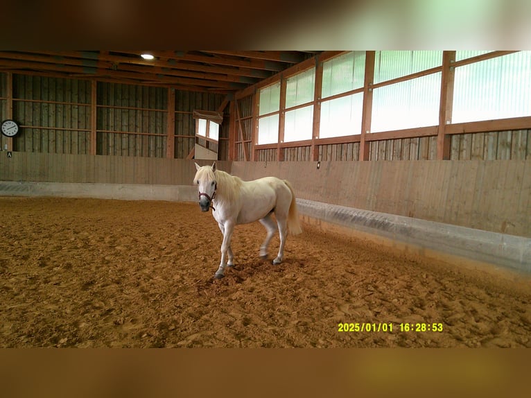 Connemara Mare 16 years 14 hh Grey in Pegnitz