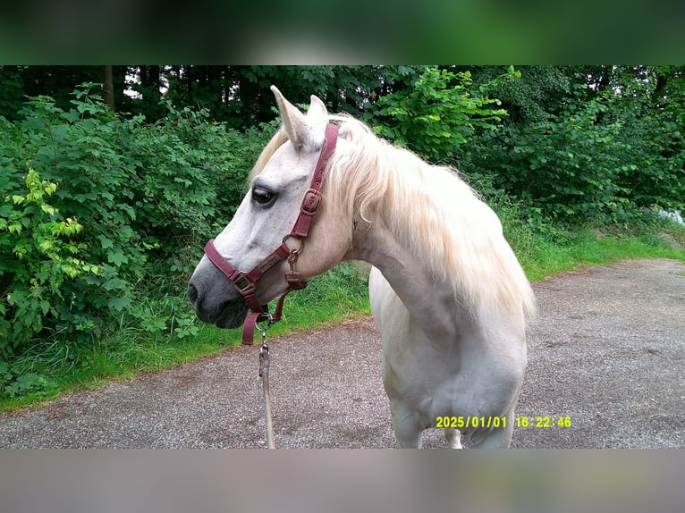 Connemara Mare 16 years 14 hh Grey in Pegnitz
