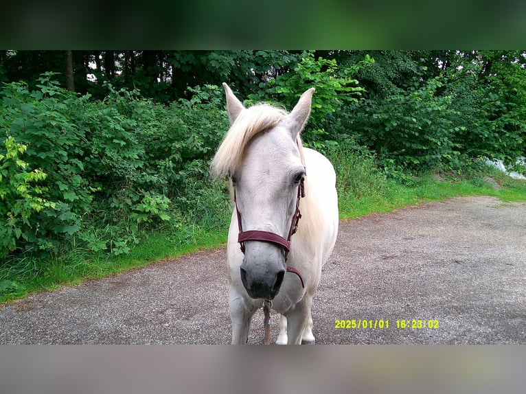 Connemara Mare 16 years 14 hh Grey in Pegnitz