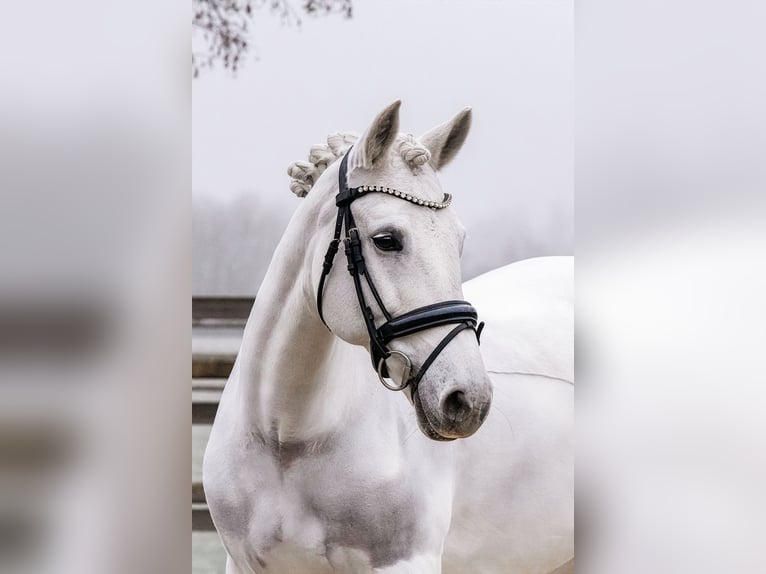 Connemara Mare 16 years 15 hh Grey in Riedstadt