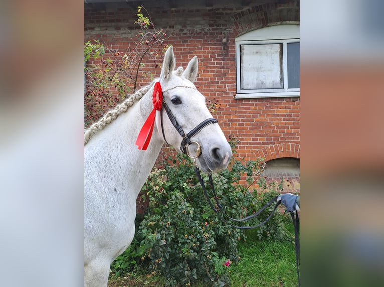 Connemara Mix Mare 16 years 15,1 hh  in Vienenburg