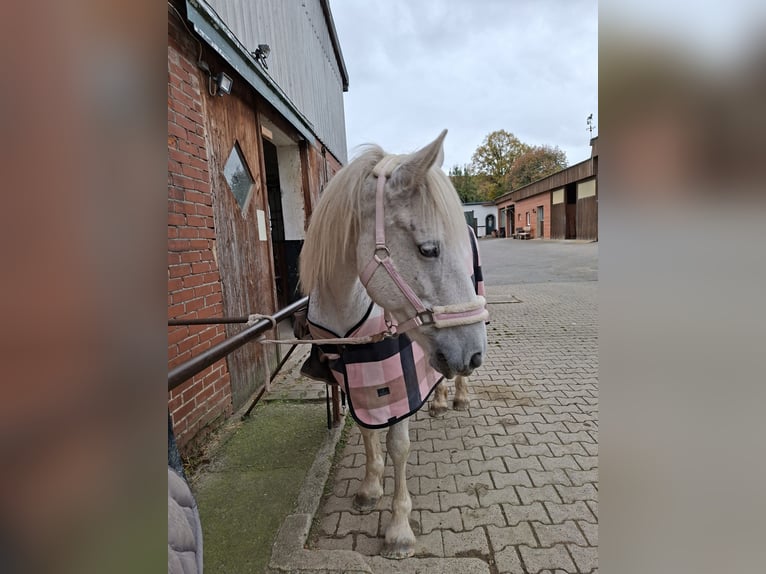 Connemara Mix Mare 16 years 15,1 hh  in Vienenburg