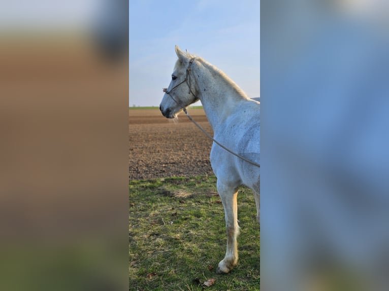 Connemara Mix Mare 16 years 15,1 hh  in Vienenburg