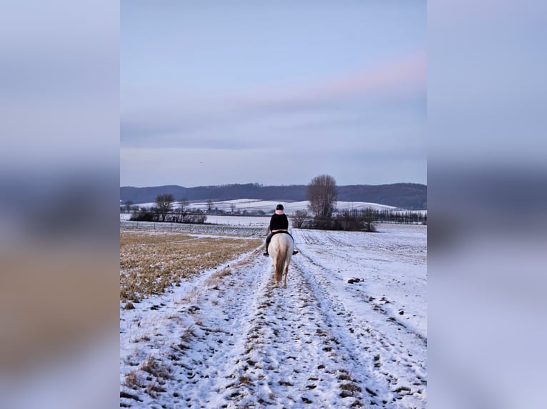 Connemara Mix Mare 16 years 15,1 hh  in Vienenburg