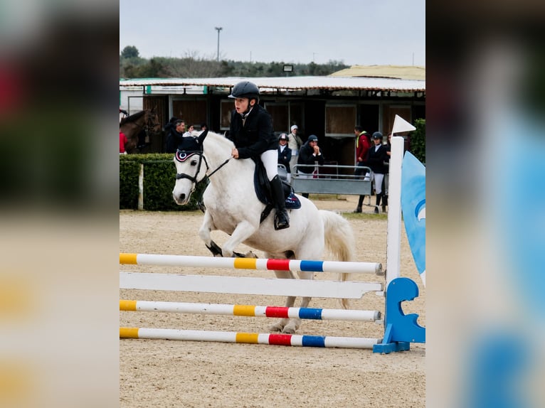 Connemara Mare 17 years 13.2 hh Grey in Polignano A Mare