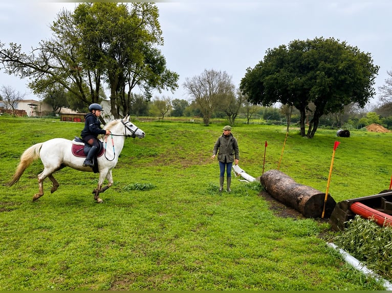 Connemara Mare 17 years 13.2 hh Grey in Polignano A Mare