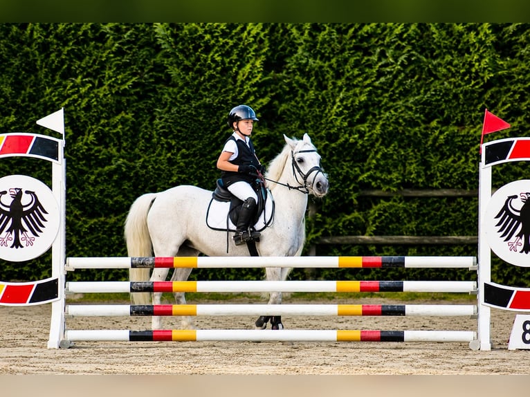 Connemara Mare 17 years 13.2 hh Grey in Polignano A Mare
