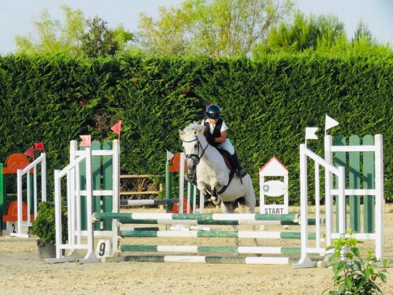 Connemara Mare 17 years 13,2 hh Grey in Polignano A Mare