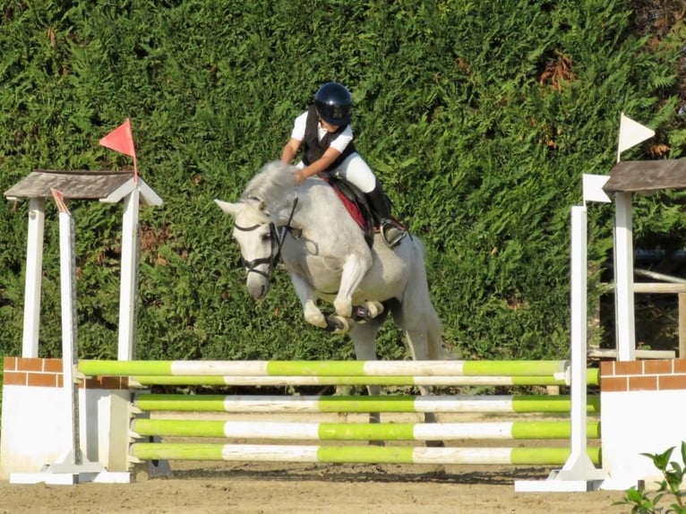 Connemara Mare 17 years 13,2 hh Grey in Polignano A Mare