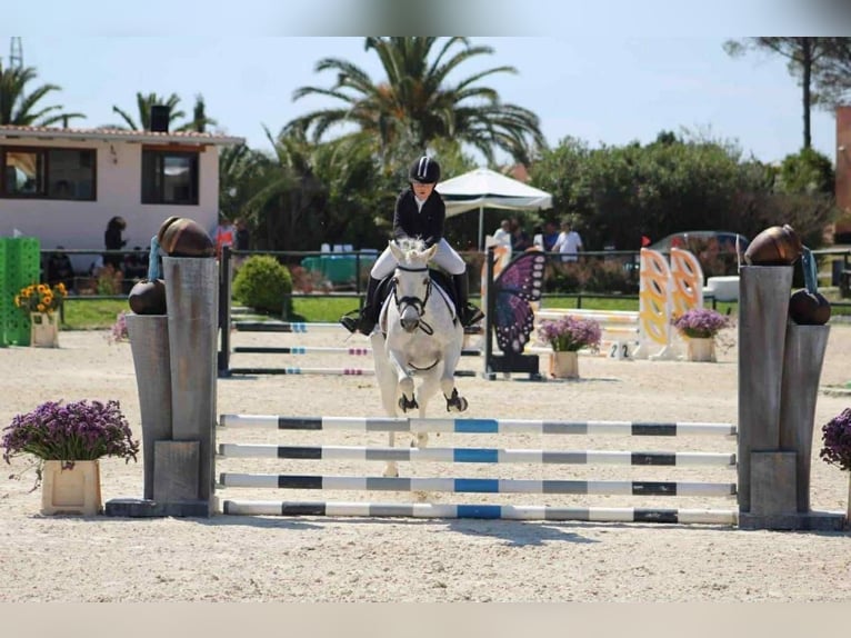 Connemara Mare 17 years 13,2 hh Grey in Polignano A Mare