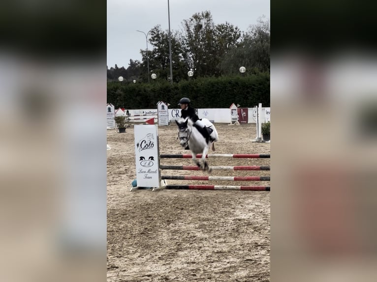 Connemara Mare 17 years 13,2 hh Grey in Polignano A Mare