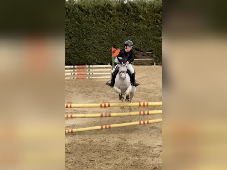 Connemara Mare 17 years 13,2 hh Grey in Polignano A Mare