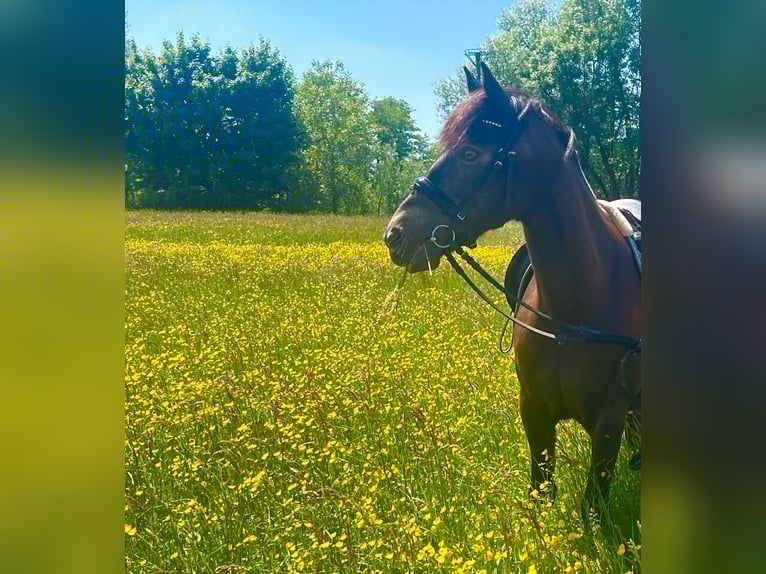 Connemara Mare 17 years 13,3 hh Roan-Bay in Kirkel
