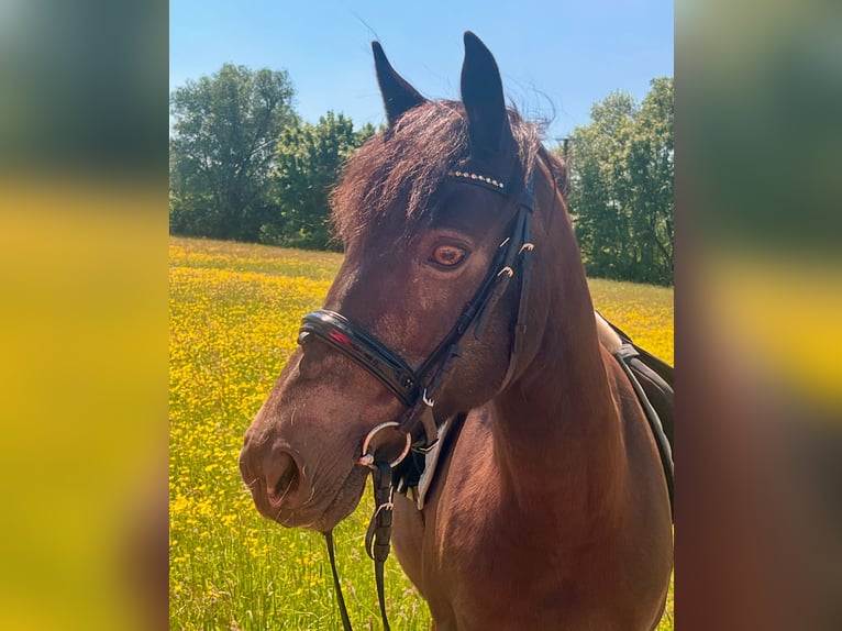 Connemara Mare 17 years 13,3 hh Roan-Bay in Kirkel
