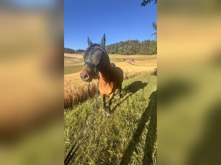 Connemara Mare 17 years 14 hh Dun in Waldshut Tiengen