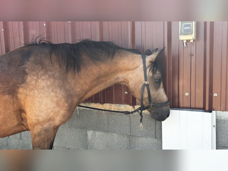 Connemara Mare 17 years 14 hh Dun in Waldshut Tiengen