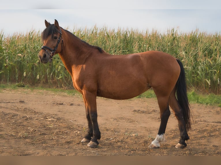 Connemara Mix Mare 18 years 14 hh Brown in Herrenberg