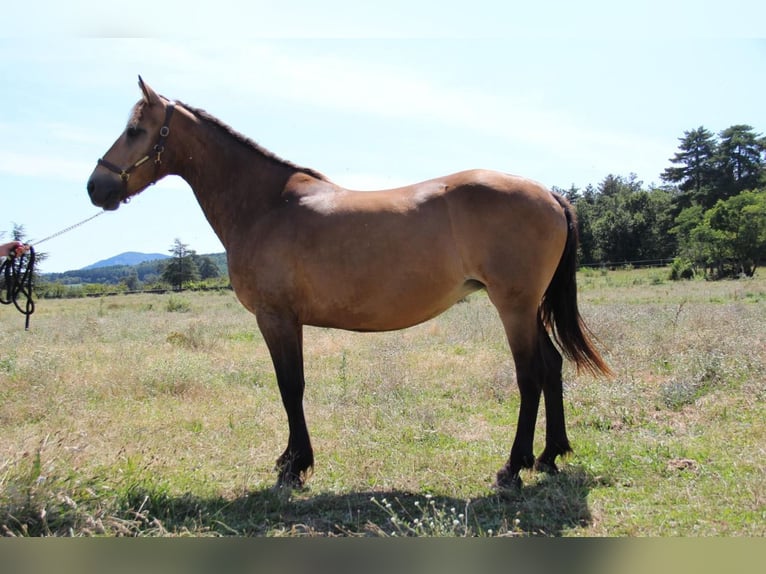 Connemara Mare 18 years 15 hh Dun in Saint-Alban-d'Ay