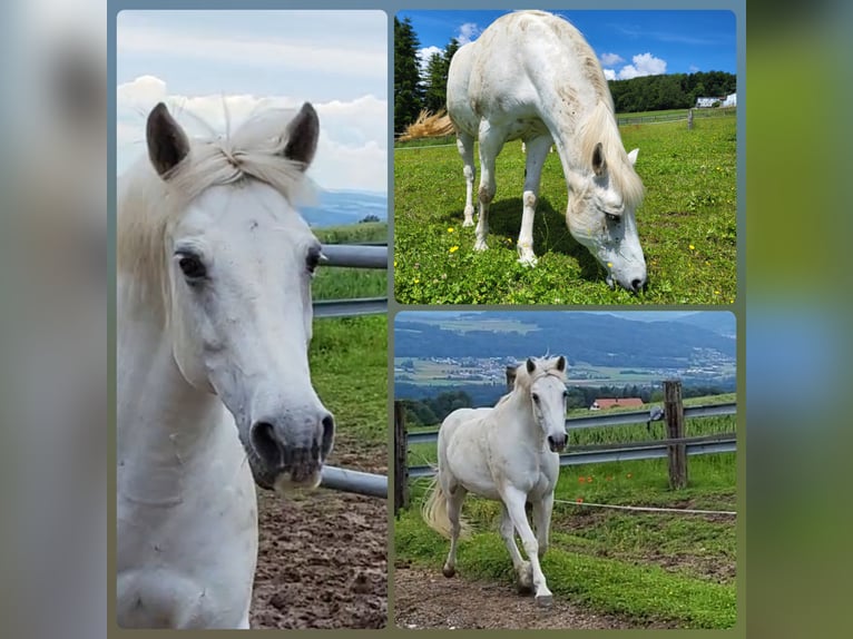 Connemara Mare 18 years Gray in Widen