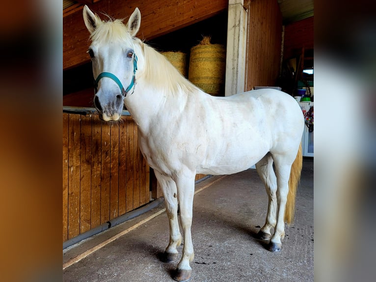 Connemara Mare 18 years Gray in Widen