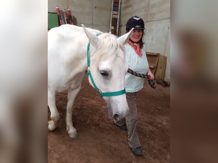 Connemara Mare 18 years Grey in Gontenschwil