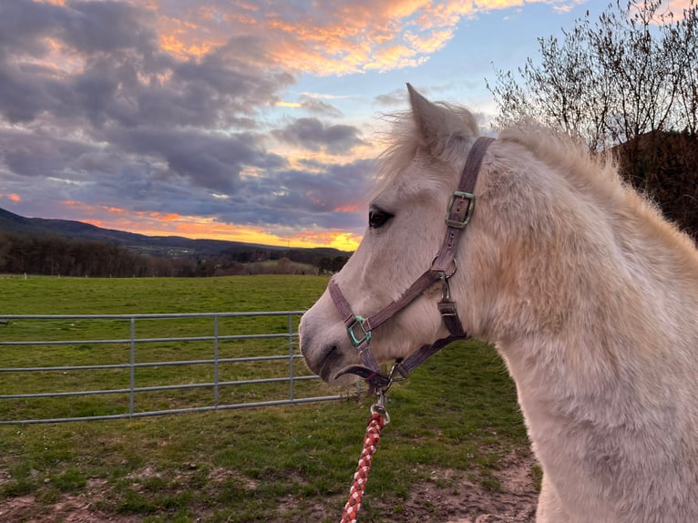 Connemara Mare 19 years 14 hh Grey in Battenberg (Pfalz)