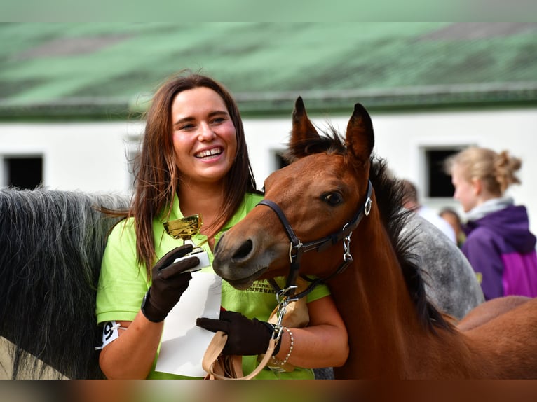 Connemara Mare 1 year 14.1 hh Brown in Behamberg