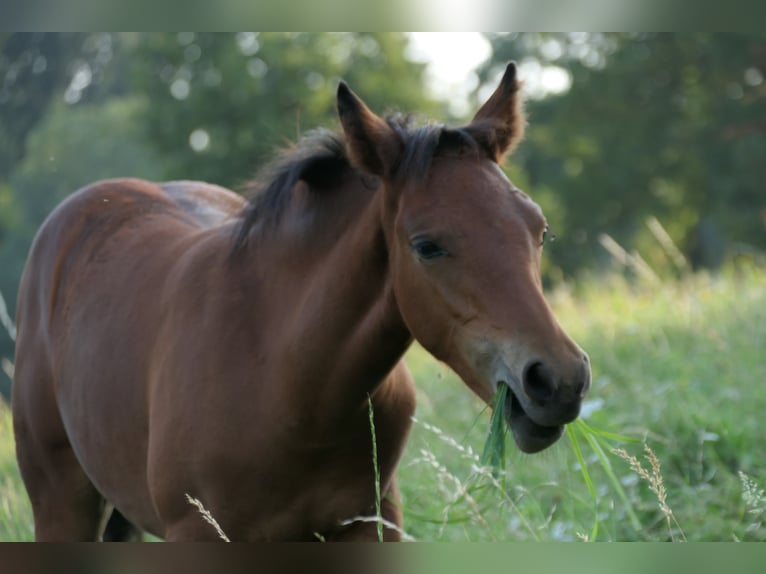 Connemara Mare 1 year 14.1 hh Brown in Behamberg