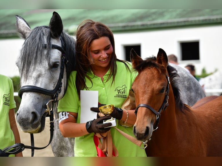 Connemara Mare 1 year 14.1 hh Brown in Behamberg