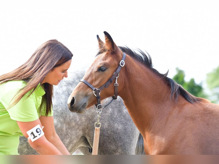 Connemara Mare 1 year 14.1 hh Brown in Behamberg