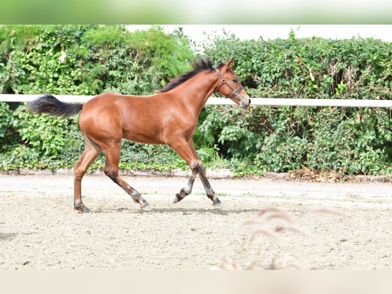 Connemara Mare 1 year 14.1 hh Brown in Behamberg