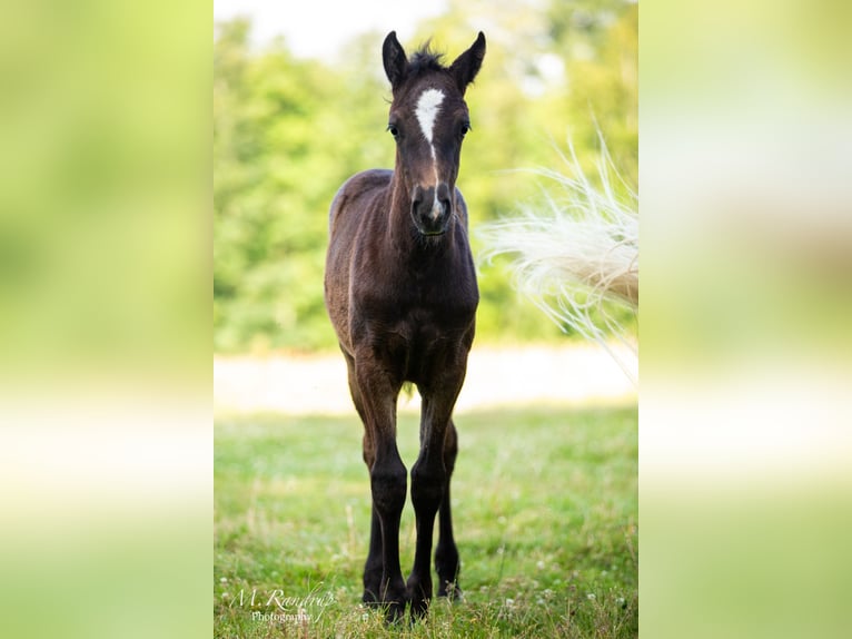 Connemara Mare 1 year 14,1 hh Gray in Fjenneslev