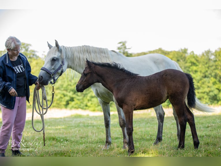 Connemara Mare 1 year 14,1 hh Gray in Fjenneslev