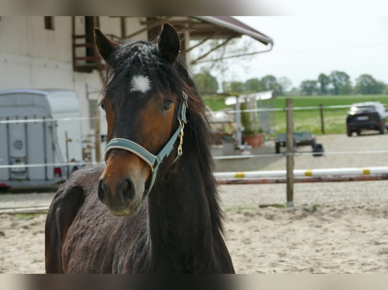 Connemara Mare 1 year 14,2 hh Brown in Bockhorn