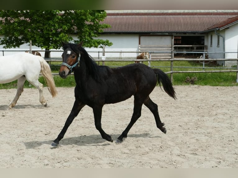 Connemara Mare 1 year 14,2 hh Brown in Bockhorn