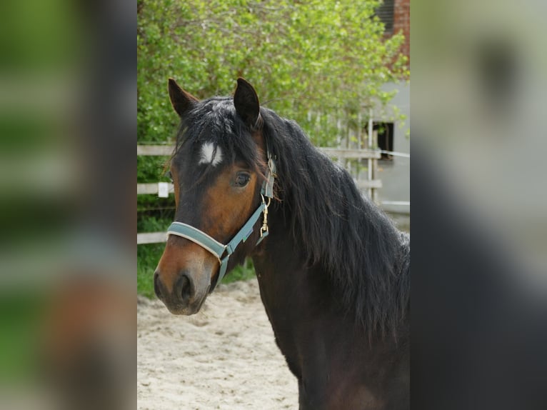 Connemara Mare 1 year 14,2 hh Brown in Bockhorn