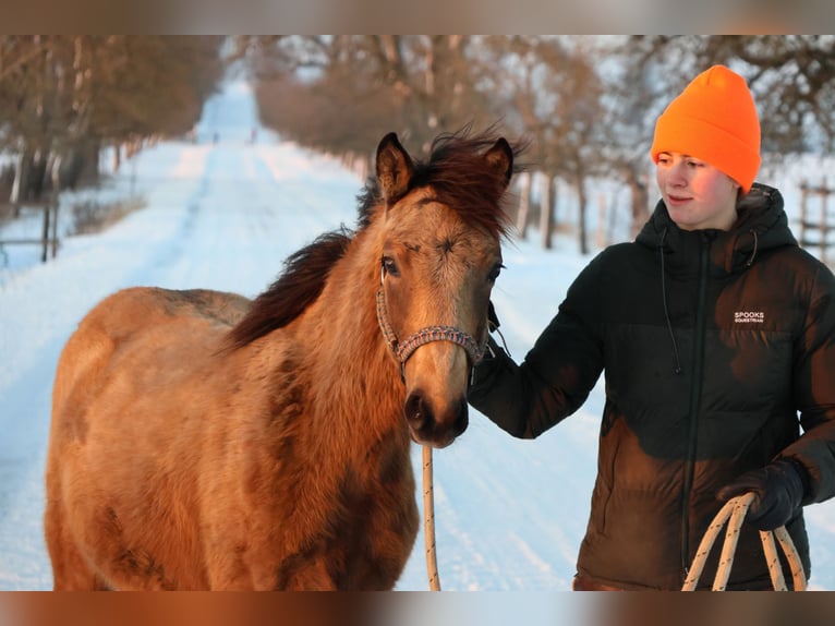 Connemara Mix Mare 1 year 14.2 hh Buckskin in Buchen (Odenwald)