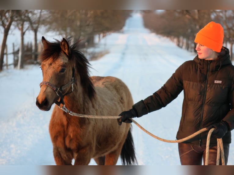 Connemara Mix Mare 1 year 14.2 hh Buckskin in Buchen (Odenwald)