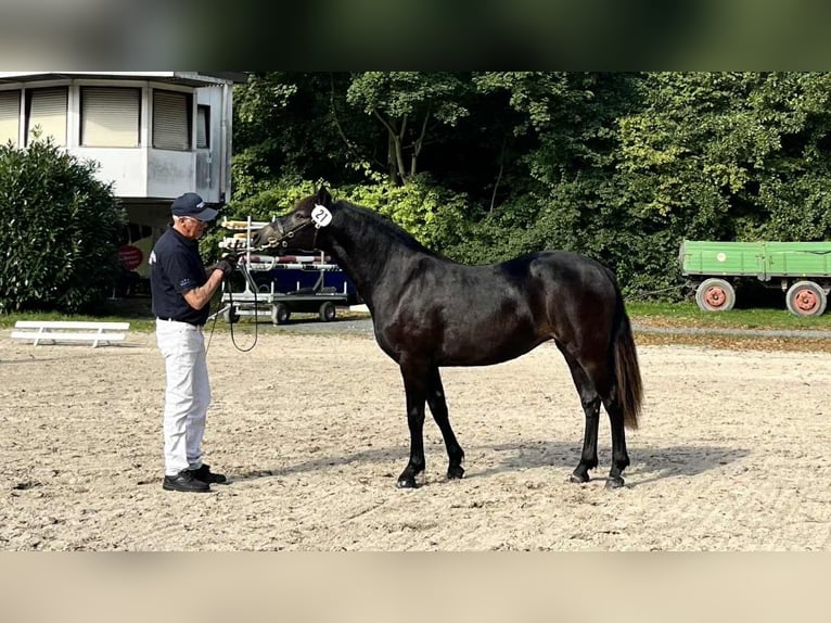 Connemara Mare 1 year 14,1 hh Black in PADOUX