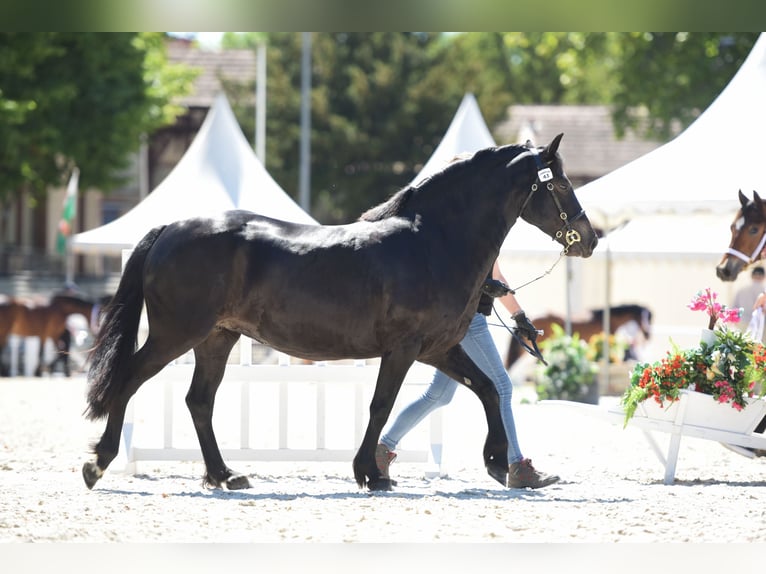 Connemara Mare 1 year 14,1 hh Black in PADOUX